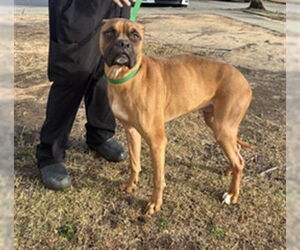 Boxer-Unknown Mix Dogs for adoption in Augusta, GA, USA