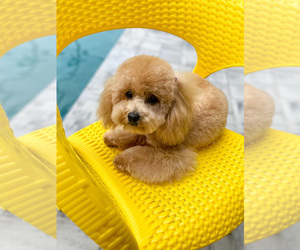 Poodle (Toy) Puppy for sale in CAPE CORAL, FL, USA