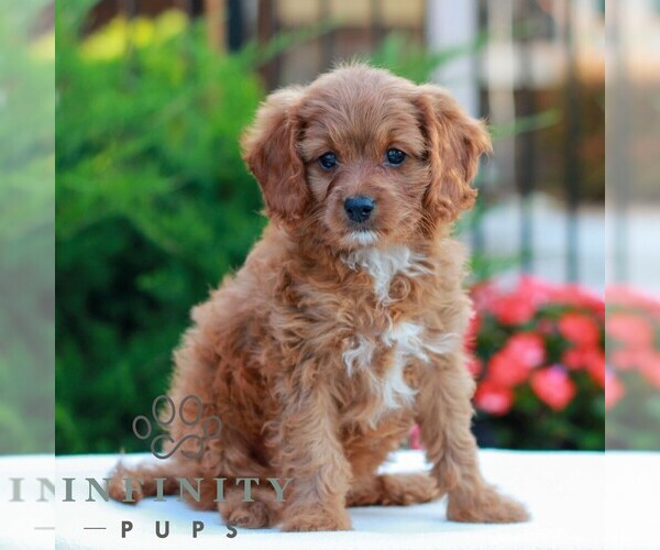 Medium Photo #1 Cavapoo (Miniature) Puppy For Sale in LITITZ, PA, USA