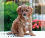Small Cavapoo (Miniature)