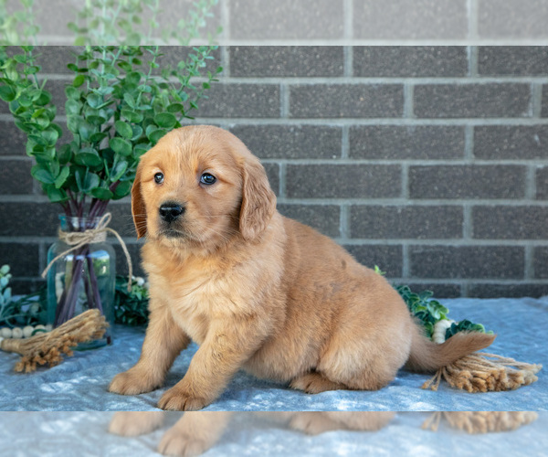 Medium Photo #3 Golden Retriever Puppy For Sale in MILLERSBURG, OH, USA