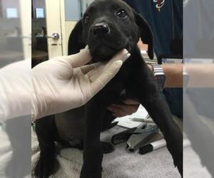 German Shepherd Dog-Unknown Mix Dogs for adoption in Riverside, CA, USA