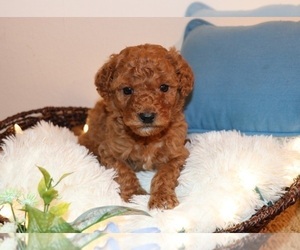 Goldendoodle Puppy for sale in BRIGHTON, MO, USA