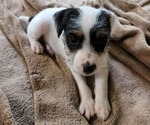 Small Photo #3 Jack Russell Terrier Puppy For Sale in AMMON, ID, USA