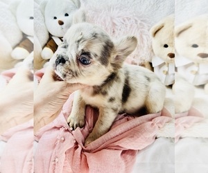 French Bulldog Puppy for sale in MIAMI, FL, USA