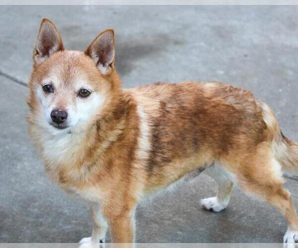 Medium Photo #2 Mutt Puppy For Sale in Martinez, CA, USA