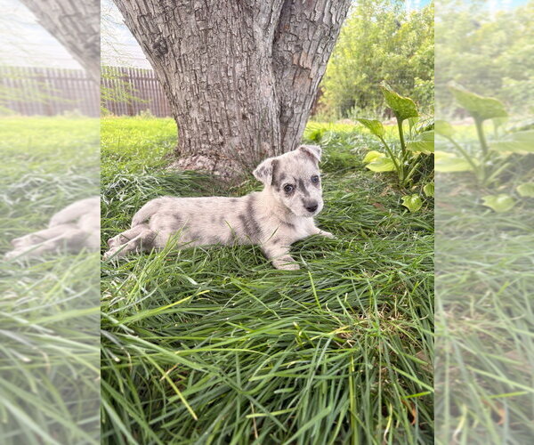 Medium Photo #2 Chihuahua-Unknown Mix Puppy For Sale in Salt Lake City, UT, USA