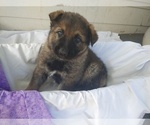 Small Photo #7 German Shepherd Dog Puppy For Sale in SHELTON, WA, USA