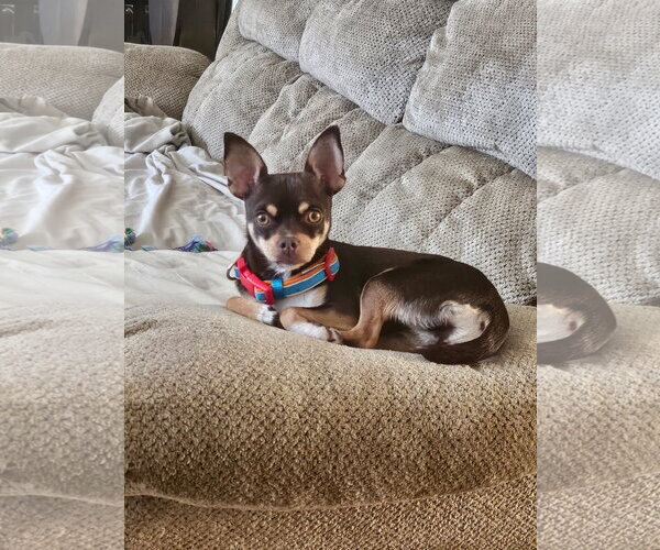 Medium Photo #5 Chihuahua Puppy For Sale in Belleuve, NE, USA