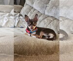 Small #4 Chihuahua