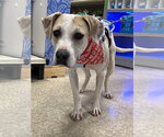 Small #8 American Pit Bull Terrier Mix