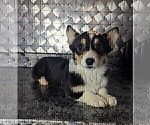 Small #1 Pembroke Welsh Corgi