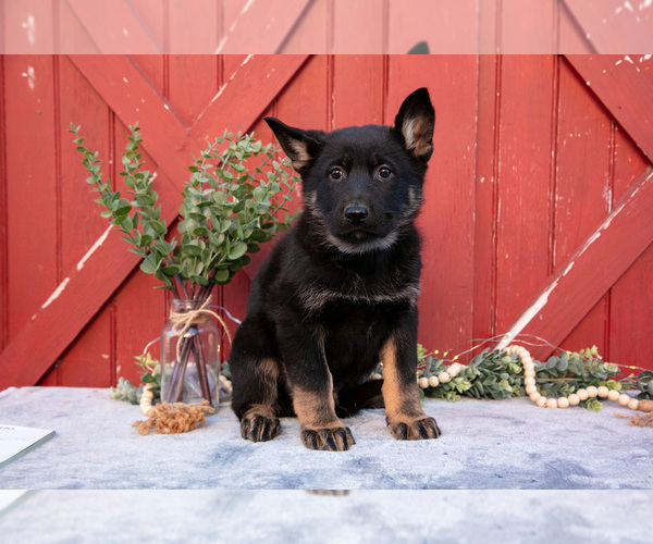Medium Photo #12 German Shepherd Dog Puppy For Sale in PARKESBURG, PA, USA