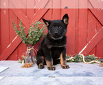 Small Photo #12 German Shepherd Dog Puppy For Sale in PARKESBURG, PA, USA