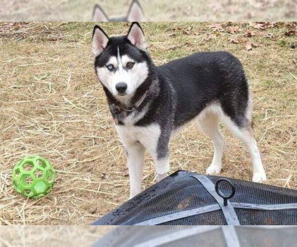 Medium Photo #2 Siberian Husky Puppy For Sale in Uwchlan, PA, USA
