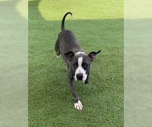 Royce - Male Mutt Dog for Adoption - Photo #8