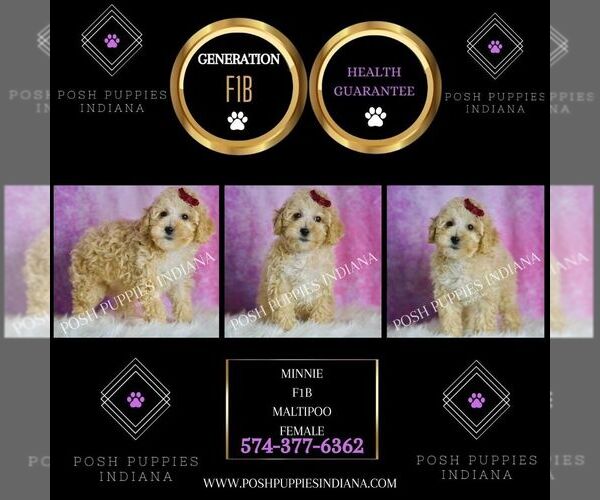 Medium Photo #61 Maltipoo (Miniature) Puppy For Sale in WARSAW, IN, USA