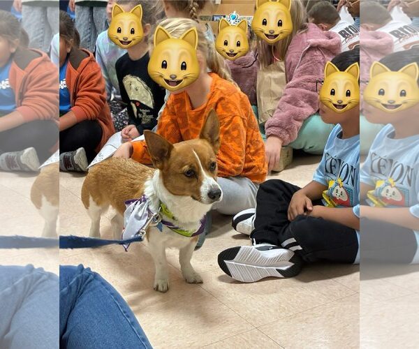 Medium Photo #5 Mutt Puppy For Sale in Landenberg, PA, USA