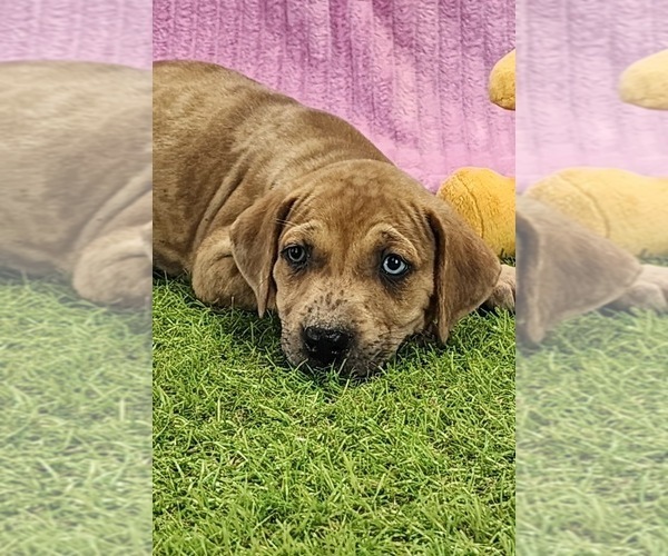 Medium Photo #9 Catahoula Leopard Dog Puppy For Sale in CUMBY, TX, USA