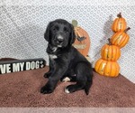 Small #1 Golden Mountain Dog