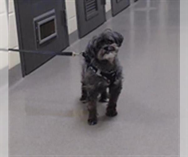 Medium Photo #1 Shih Tzu-Unknown Mix Puppy For Sale in Denver, CO, USA