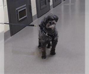 Shih Tzu-Unknown Mix Dogs for adoption in Denver, CO, USA