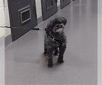 Small Shih Tzu Mix