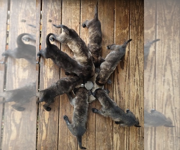 Medium Photo #1 Dutch Shepherd Dog Puppy For Sale in COMMERCE, GA, USA