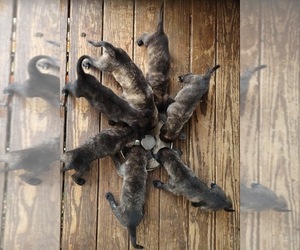 Dutch Shepherd Dog Puppy for Sale in COMMERCE, Georgia USA
