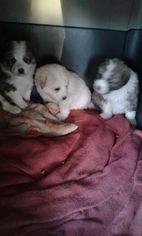 Anatolian Shepherd-Great Pyrenees Mix Puppy for sale in MCLOUD, OK, USA