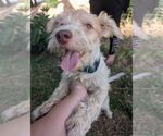 Small #1 Norfolk Terrier Mix