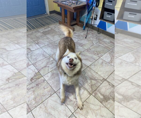 Medium Photo #2 Siberian Husky Puppy For Sale in Leavenworth, KS, USA