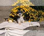 Small #11 Schnauzer (Miniature)