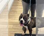 Small #1 American Pit Bull Terrier Mix