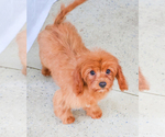 Small Photo #6 Cavapoo Puppy For Sale in SYRACUSE, IN, USA