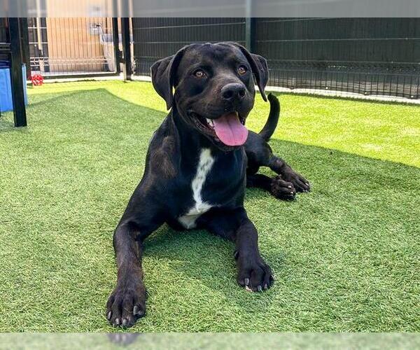 Medium Photo #1 Labrador Retriever-Unknown Mix Puppy For Sale in Orange, CA, USA