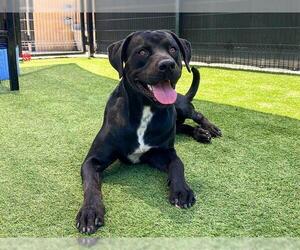 Labrador Retriever-Unknown Mix Dogs for adoption in Orange, CA, USA