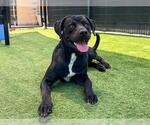 Small Labrador Retriever Mix
