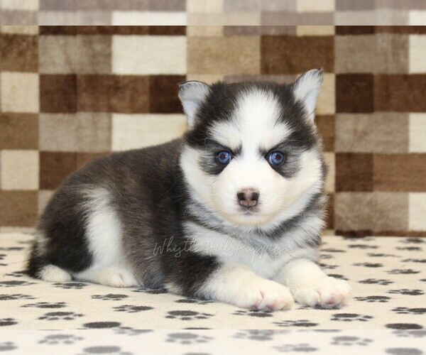 Medium Photo #2 Pomsky Puppy For Sale in DENVER, PA, USA