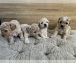 Small Photo #53 Bichpoo Puppy For Sale in NORTH PORT, FL, USA