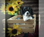 Small Photo #7 Cavalier King Charles Spaniel Puppy For Sale in CLARE, MI, USA
