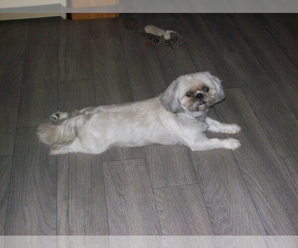 Medium Photo #1 Shih Tzu Puppy For Sale in S ZANESVILLE, OH, USA