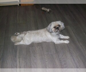 Father of the Shih Tzu puppies born on 05/27/2026