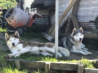 Father of the Siberian Husky puppies born on 01/27/2017