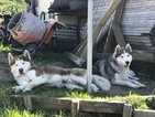 Small Photo #1 Siberian Husky Puppy For Sale in SAN DIEGO, CA, USA