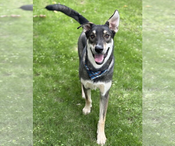 Medium Photo #2 Gerberian Shepsky Puppy For Sale in Phoenix, AZ, USA