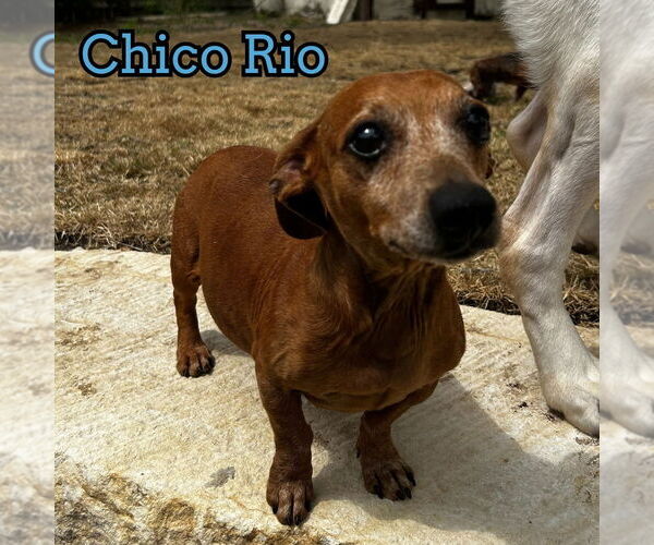 Medium Photo #8 Dachshund Puppy For Sale in San Antonio, TX, USA