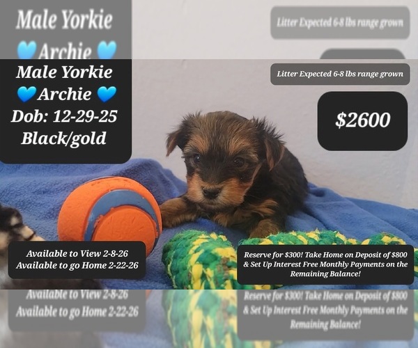 Medium Photo #1 Yorkshire Terrier Puppy For Sale in TUCSON, AZ, USA