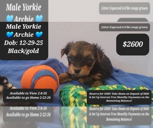 Yorkshire Terrier Puppy for sale in TUCSON, AZ, USA
