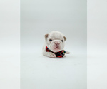 Small Photo #15 French Bulldog Puppy For Sale in PEARLAND, TX, USA